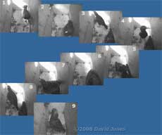 The Starlings - courtship or mating?