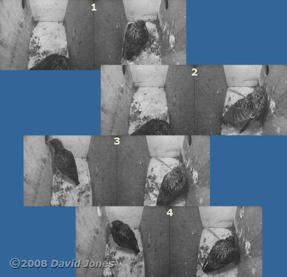 The Starlings before dawn