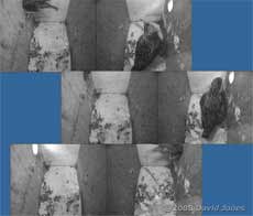 The Starlings leave after roosting overnight