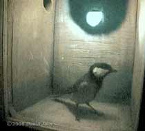 Great Tit inspects nestbox (poor cctv image)