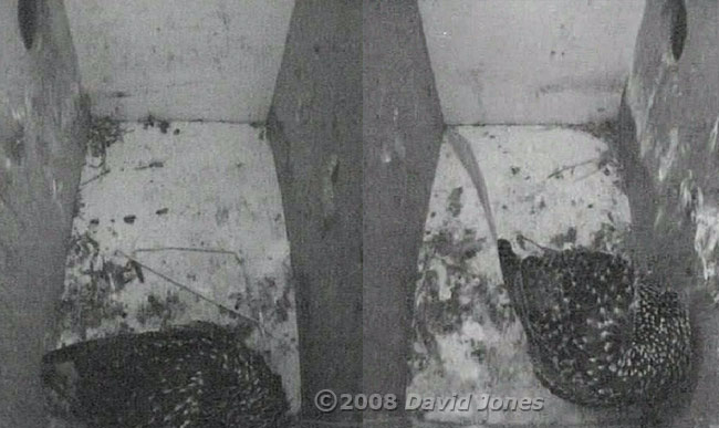 The Starlings roosting tonight