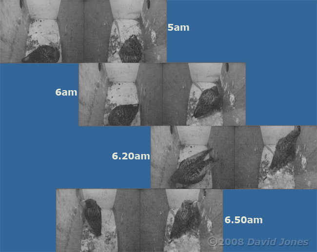 The Starlings - before dawn