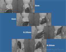 The Starlings - before dawn