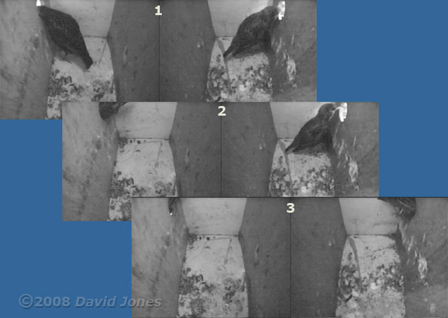 The Starlings leave after roosting