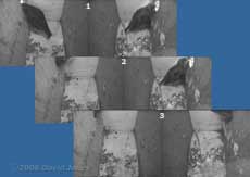 The Starlings leave after roosting