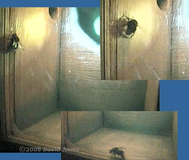 A Bumble bee inspects the Tit box
