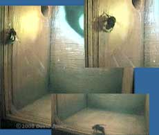 A Bumble bee inspects the Tit box