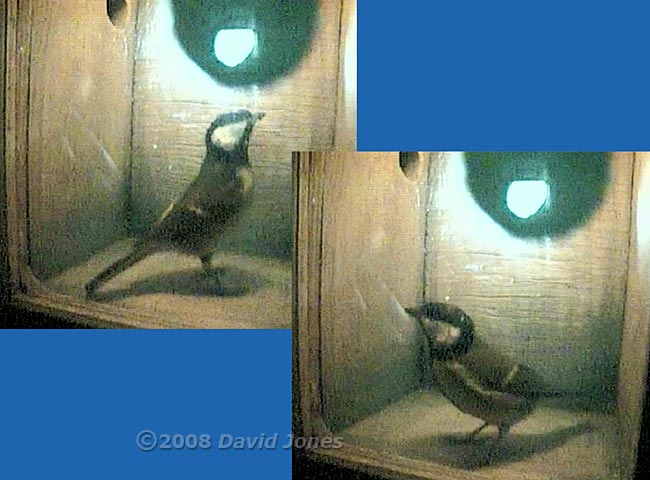 A Great Tit inspects the box again