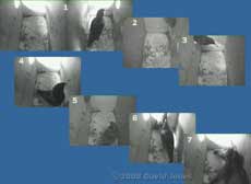 An encounter in the left-hand Starling box - 1