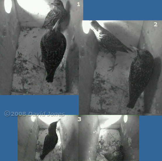 An encounter in the left-hand Starling box - 2