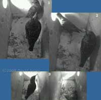 An encounter in the left-hand Starling box - 2