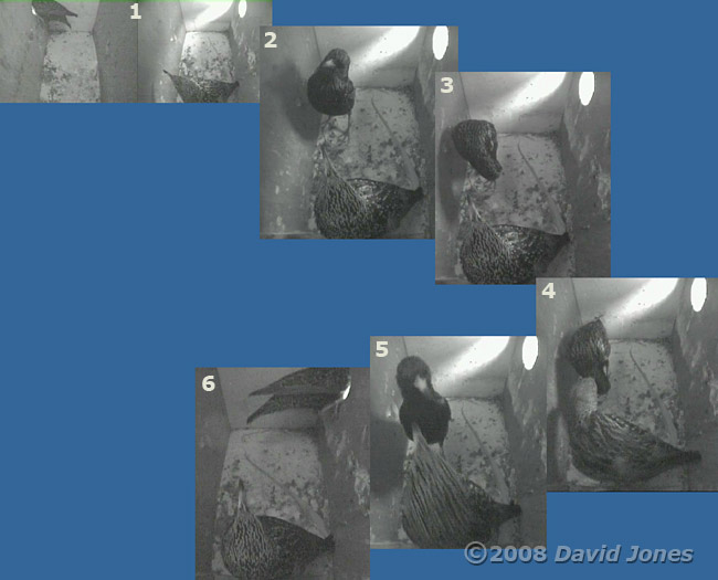 An encounter in the right-hand Starling box