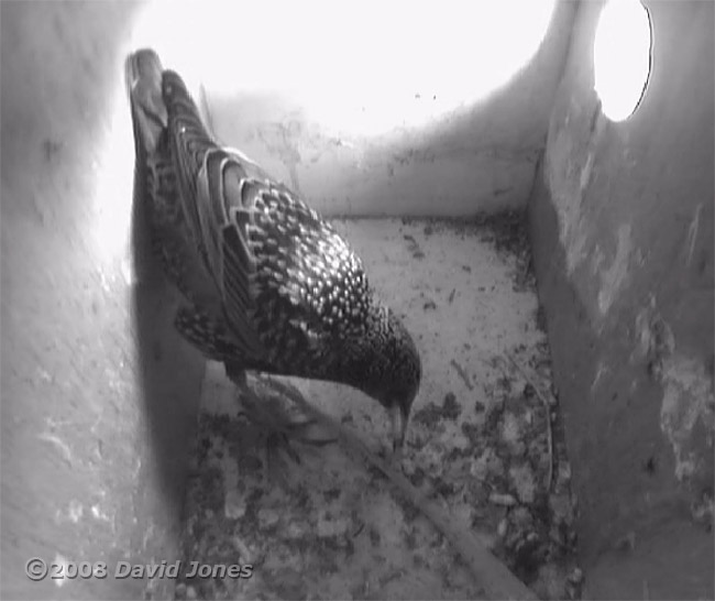 Female Starling cleans nestbox