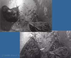 The starling pair side by side