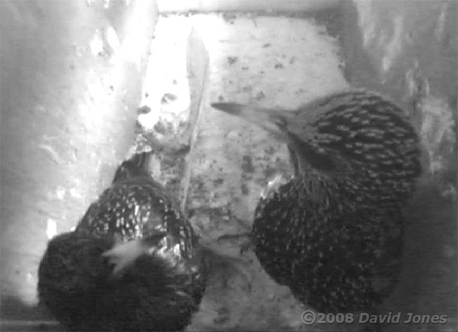 Male Starling serenades his partner