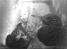 Male Starling serenades his partner