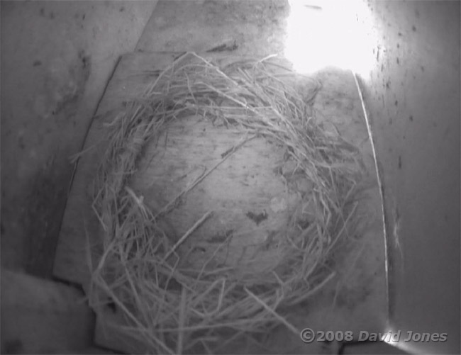 Swift nestboxes - interior of lower box