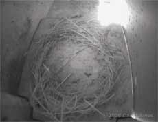 Swift nestboxes - interior of lower box