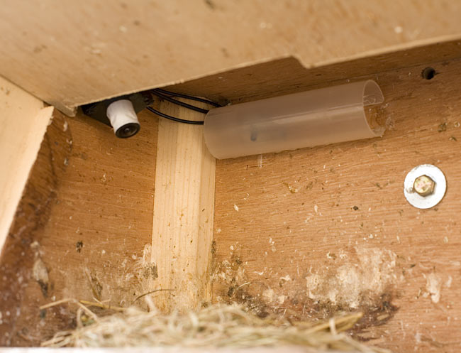 Swift nestbox camera and lighting