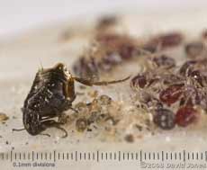 Flea from Starlings' nestbox, trapped on adhesive tape