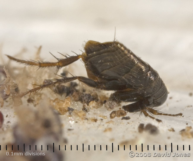 Flea from Starlings' nestbox, trapped on adhesive tape - view from right side