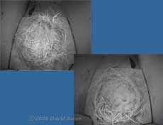 Swift nestboxes - cctv views after dark