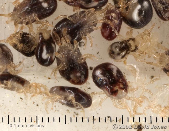 Ticks from Starlings' nestbox trapped on adhesive tape - cropped image