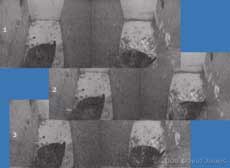 Roosting Starlings disturbed by car horn