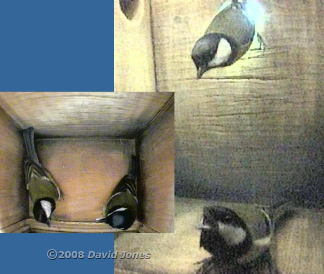 Great Tit pair visit nestbox