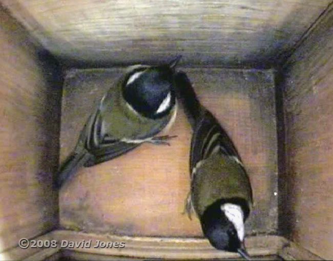 Great Tit pair visit nestbox - 2