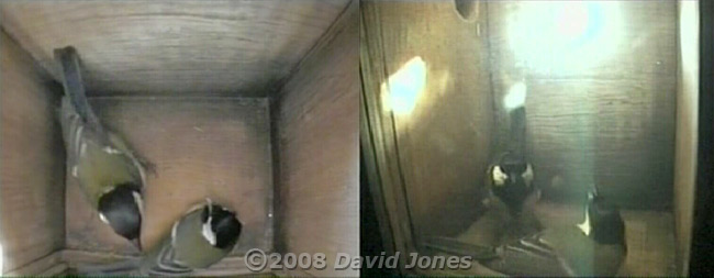 Great Tit pair visit nestbox - top and side views
