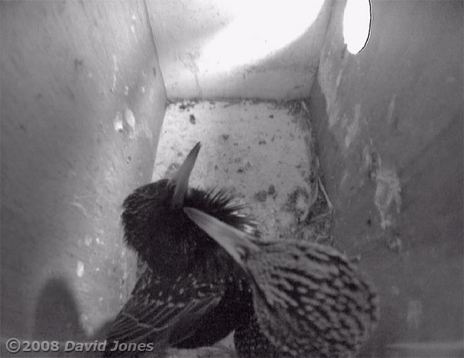 Male Starling displays to female
