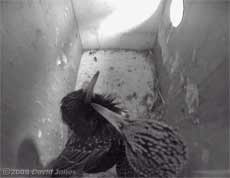 Male Starling displays to female