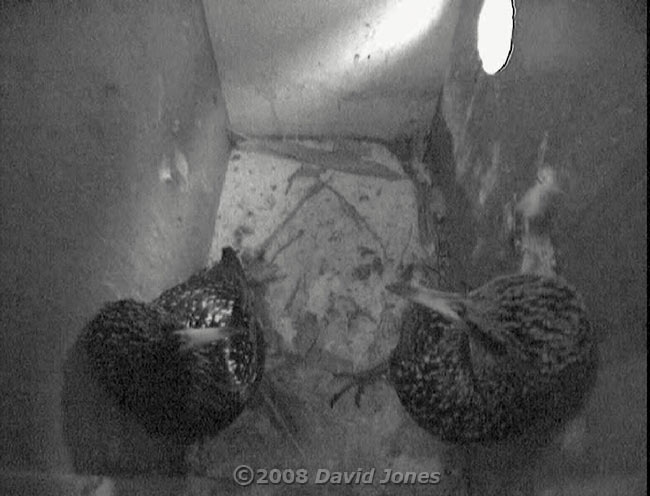 The Starling pair in box R (male on the left) at dusk