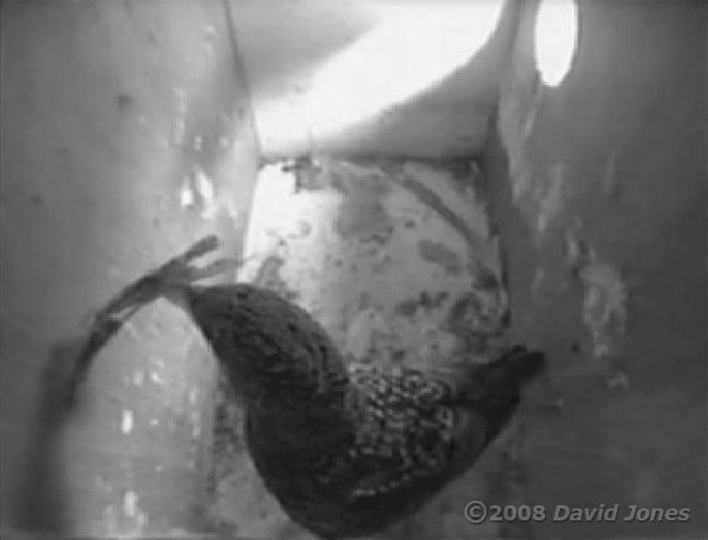 Female Starling with nesting material (low quality cctv image)