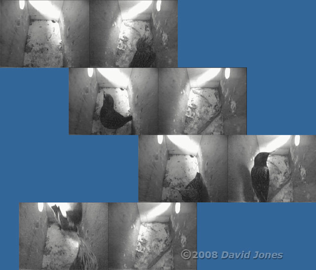 Starling activity at dusk