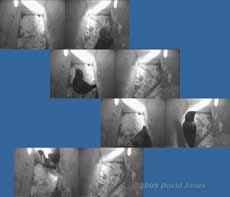 Starling activity at dusk