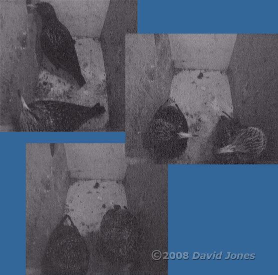 Starling pair in box R tonight