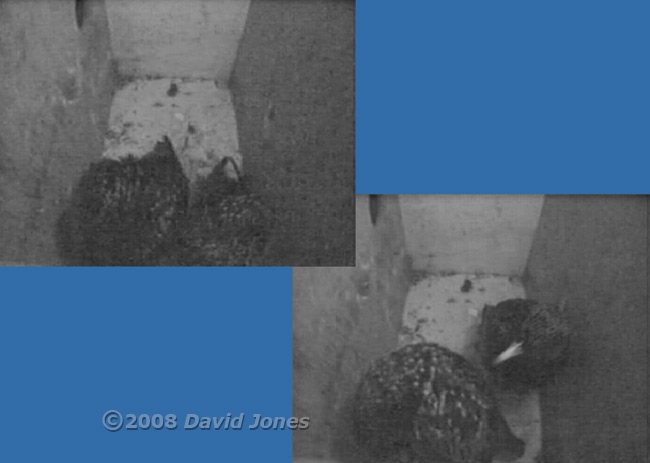 Starling pair in box R before dawn