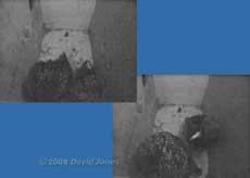 Starling pair in box R before dawn