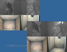 Starling pair iprepare to leave box R at dawn