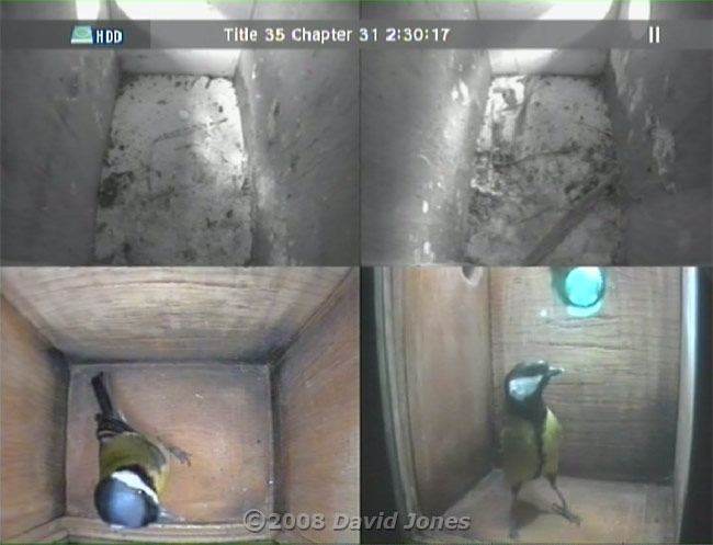 Great Tit visits nestbox at 7.30am