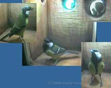 Great Tit pair visit nestbox