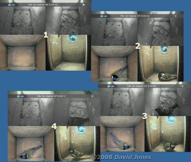 Starling and Great Tit visit sequence at 8am - 1