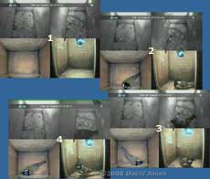 Starling and Great Tit visit sequence at 8am - 1