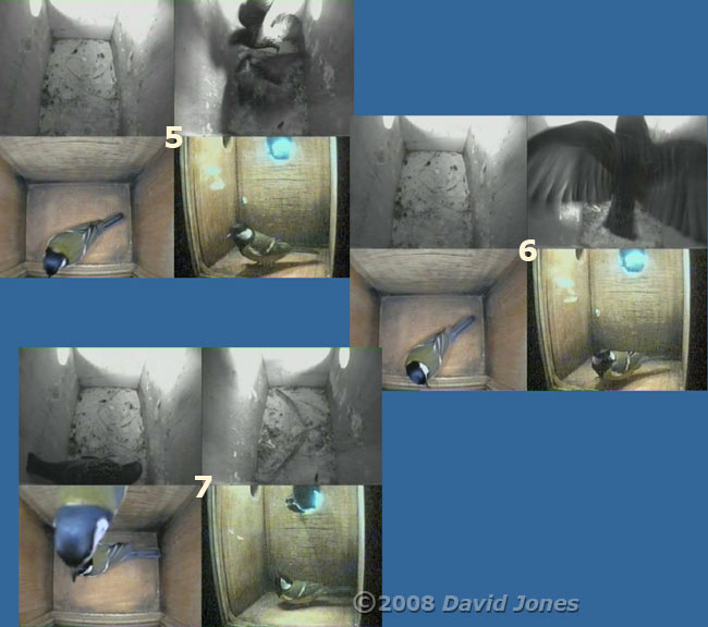 Starling and Great Tit visit sequence at 8am - 2