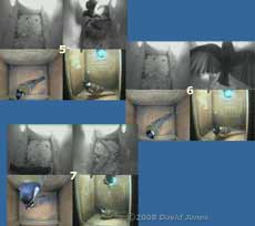 Starling and Great Tit visit sequence at 8am - 2