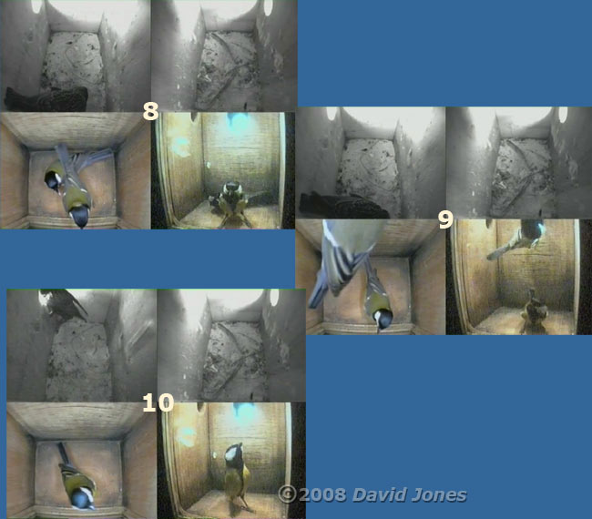 Starling and Great Tit visit sequence at 8am - 3