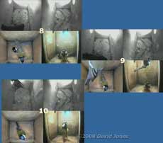 Starling and Great Tit visit sequence at 8am - 3