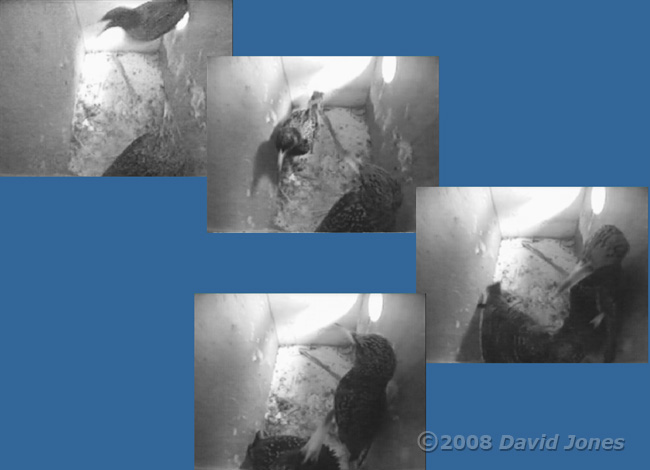 Starling pair squabble at 5.31pm - 1